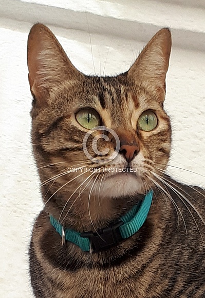 Cat With Green Eyes