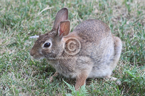 Wild Rabbit