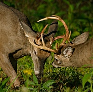 White tail deer