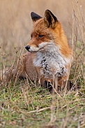 Red fox
