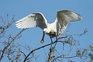 The Eurasian spoonbill