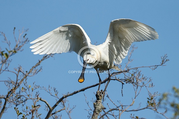 The Eurasian spoonbill