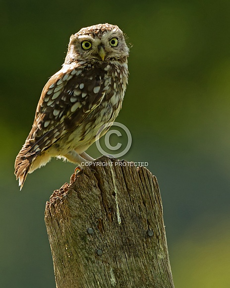 Little Owl Little Owl