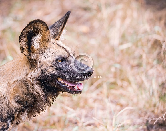 Wild dogs