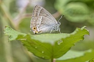Purple hairstreak