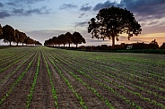 Agriculture - New growth - arable farmland