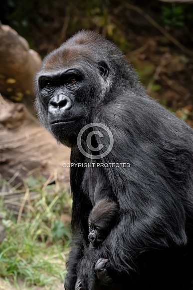 Western Lowland Gorilla