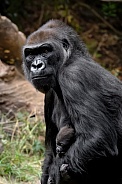 Western Lowland Gorilla