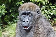 Western Lowland Gorilla