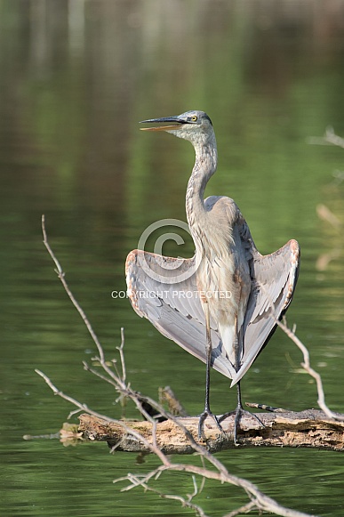 Great blue heron spreading wings Great blue heron spreading wings