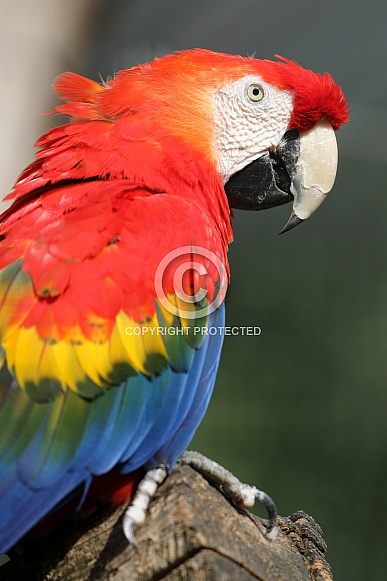 Scarlet macaw (Ara macao)