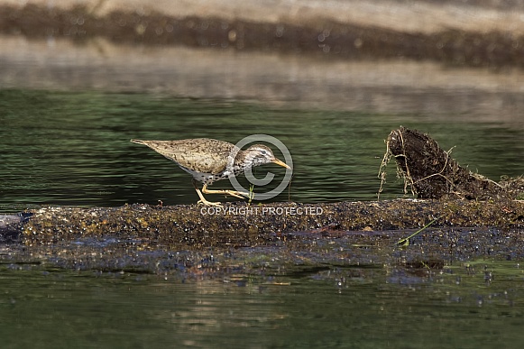 A Spotted Sandpiper in Alaska A Spotted Sandpiper in Alaska
