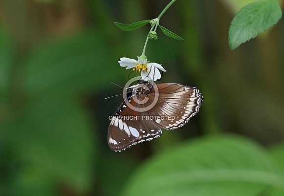 Great Eggfly Great Eggfly