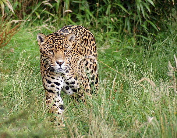 Jaguar