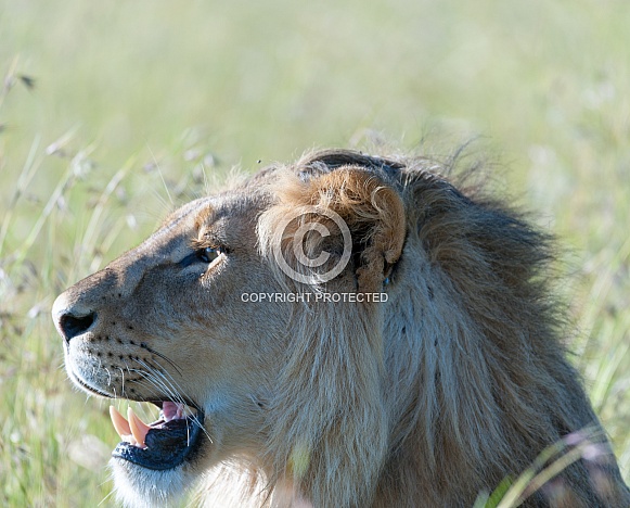 Lion looking left