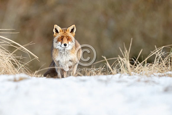 Red fox in Nature Red fox in Nature