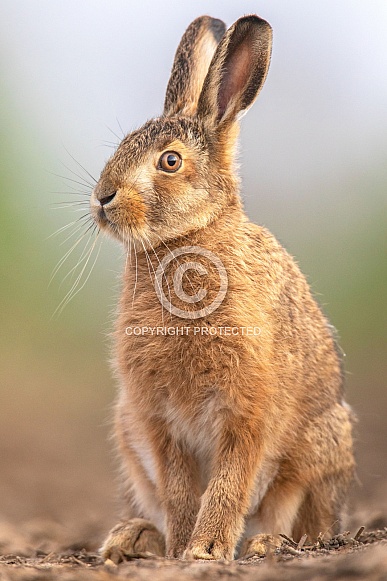 Brown Hare