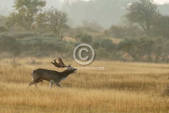 Fallow Deer Fallow Deer