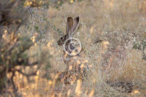Jackrabbit, Lepus californicus