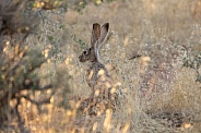 Jackrabbit, Lepus californicus