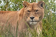 African Lioness Standing In Long Grass