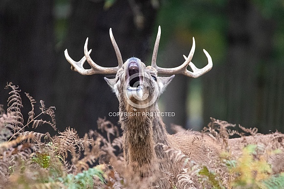 Red deer