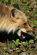 Eating fox