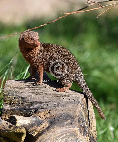 Dwarf Mongoose