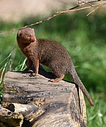 Dwarf Mongoose