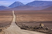 Vicuna - Atacama Desert