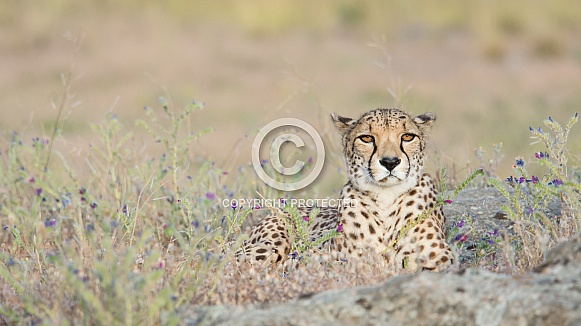Cheetah