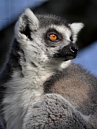 Ring-tailed lemur (Lemur catta)