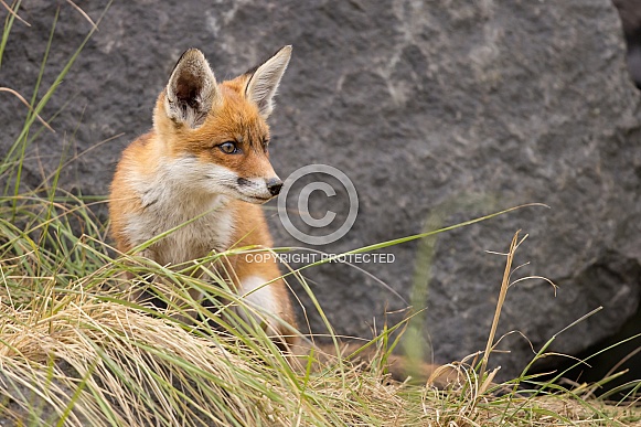 Young red fox cub in nature
