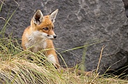 Young red fox cub in nature