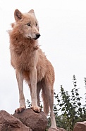 Arctic Wolf Full Body Standing Upright On Rock
