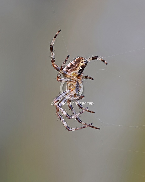 Garden Orb Spider