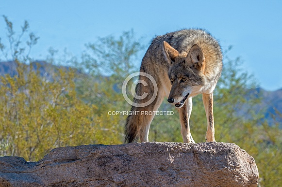 Coyote Poised on a Rock