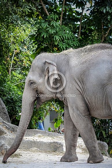 Asian Elephant Asian Elephant
