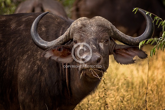 Cape Buffalo Cape Buffalo
