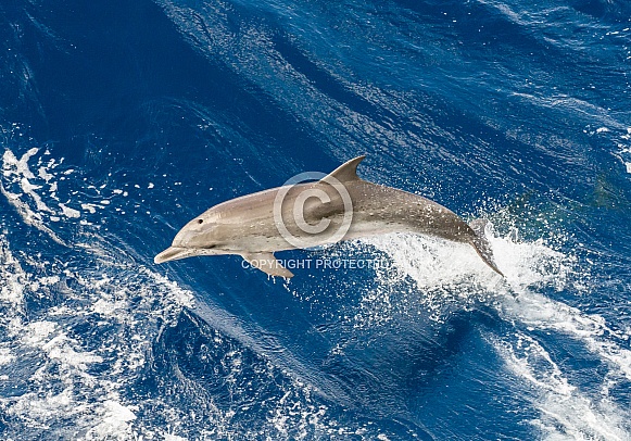Atlantic Spotted Dolphin (wild)