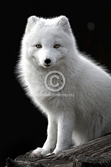 Arctic Fox-Little Fluffy