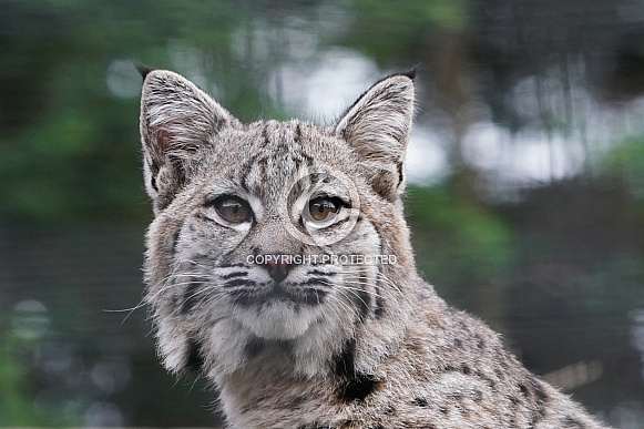 Bobcat