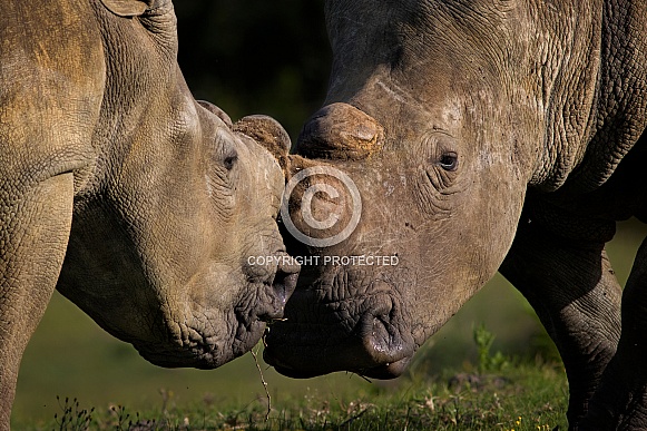 White Rhino Kisses