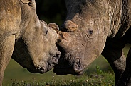 White Rhino Kisses