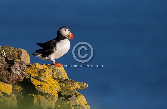 Puffin the birds from the arctic. Puffin the birds from the arctic.