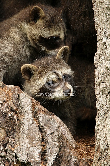 Baby Raccoons