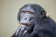 Chimpanzee (pan troglodytes)