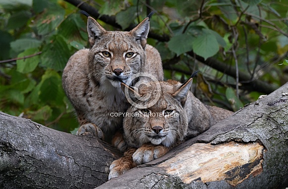 Eurasian Lynx