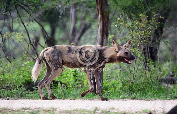 African wild dog