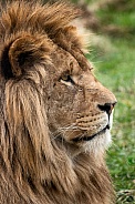 Side Profile Of African Lion